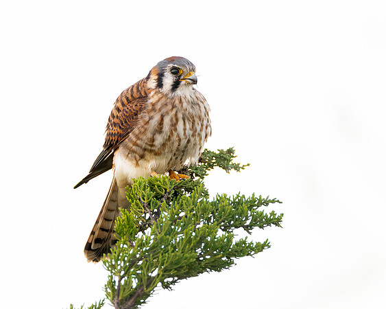 American Kestrel