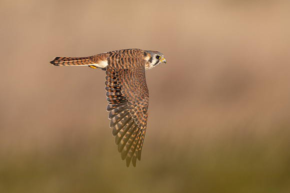 American Kestrel