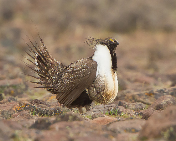 Greater Sage Grouse