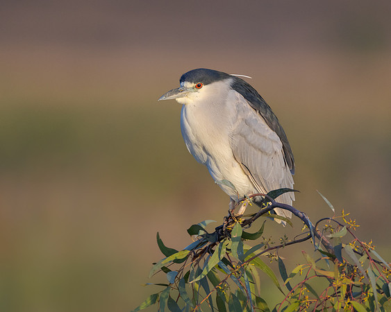 Black-crowned Night Heron