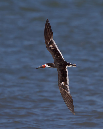Black Skimmer