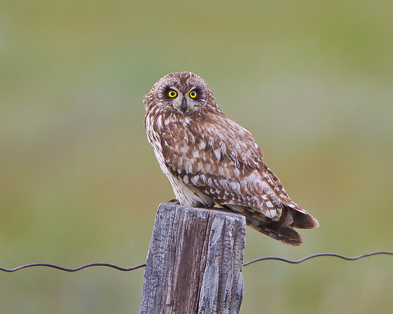 Short-eared Owl