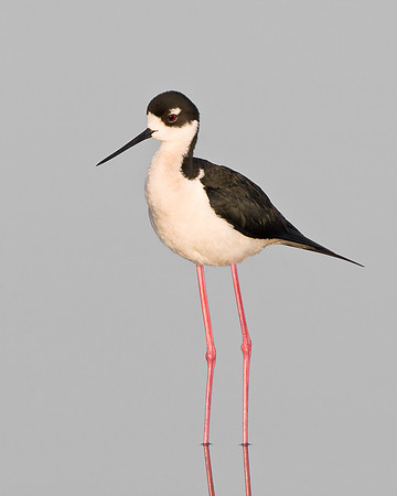 Black-necked Stilt
