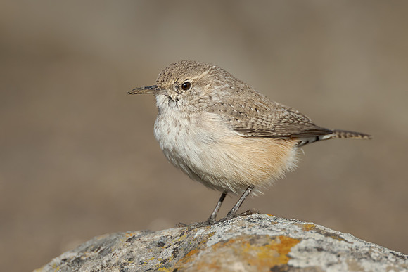 Rock Wren