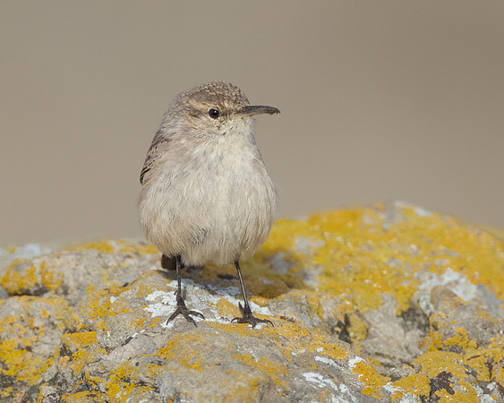 Rock Wren