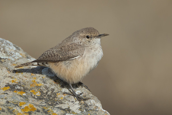 Rock Wren