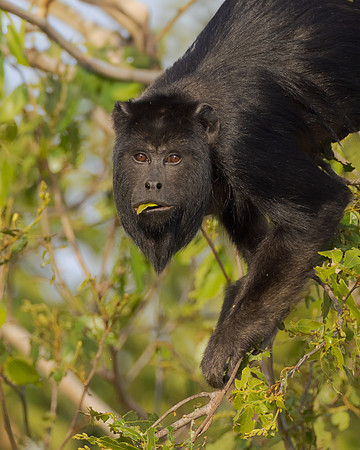 Howler Monkey