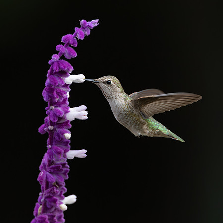 Anna's Hummingbird