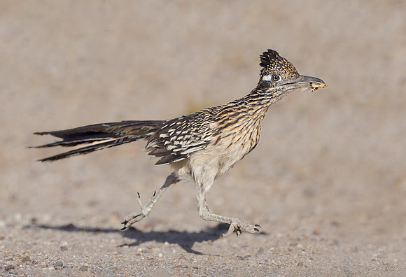 Greater Roadrunner