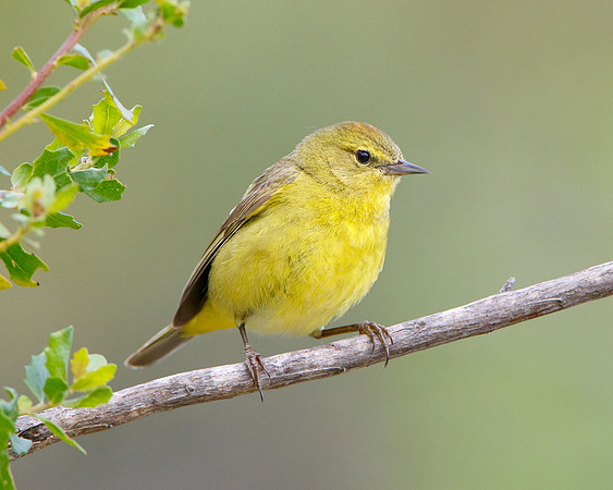 Orange-crowned Warbler