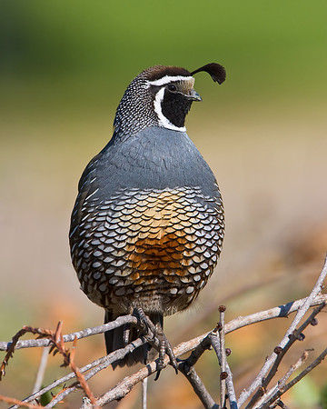 California Quail