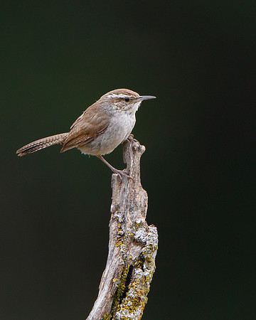 Bewick's Wren