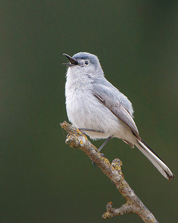 Blue-gray Gnatcatcher