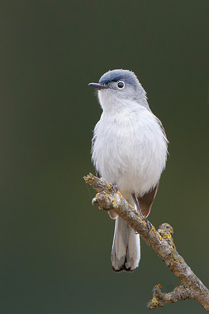 Blue-gray Gnatcatcher