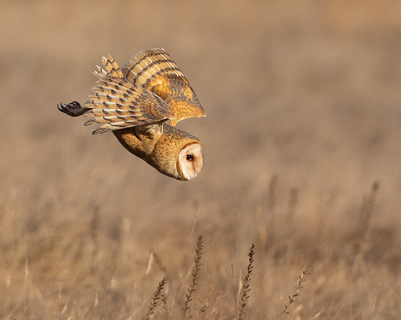 Barn Owl, diving at prey