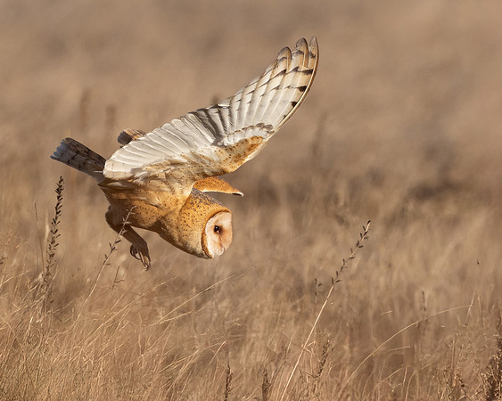 Barn Owl, diving at prey