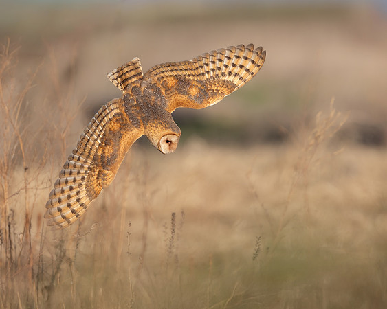Barn Owl, diving at prey