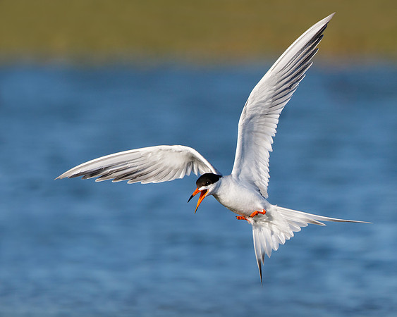 Forster's Tern landing