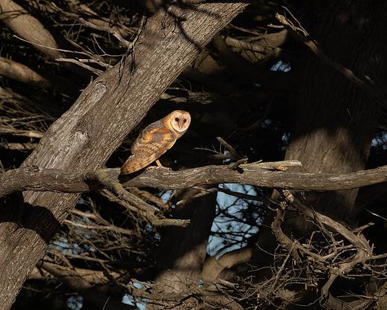 Barn Owl