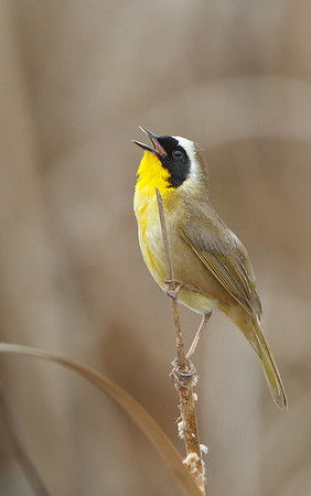 Common Yellowthroat