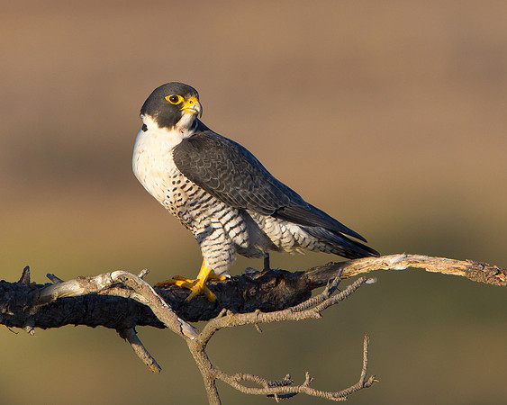Peregrine Falcon