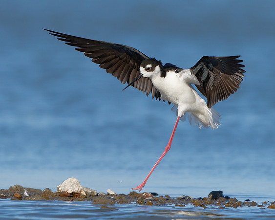 Black-necked Stilt, one-legged landing