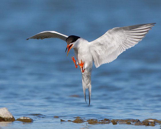 Forster's Tern