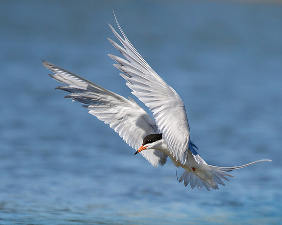 Forster's Tern