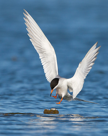 Forster's Tern