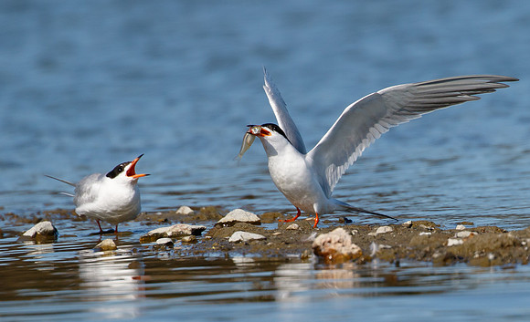 Forster's Tern, courtship behavior