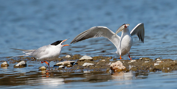 Forster's Tern, courtship behavior