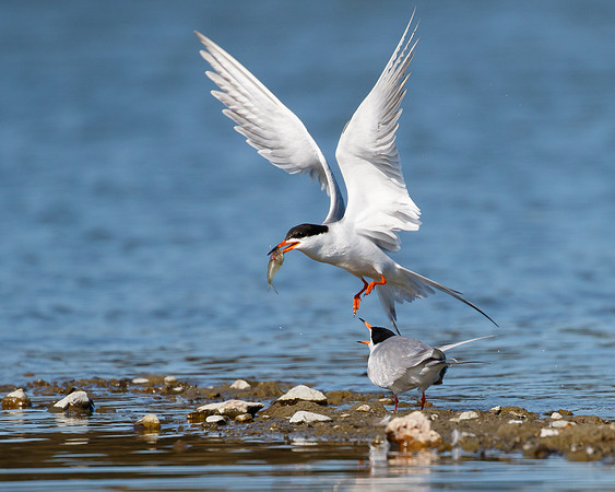 Forster's Tern, courtship behavior