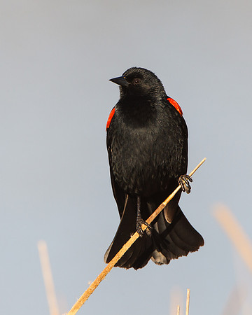 Red-winged Blackbird