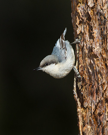 Pygmy Nuthatch
