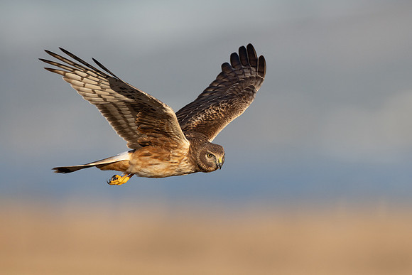 Northern Harrier