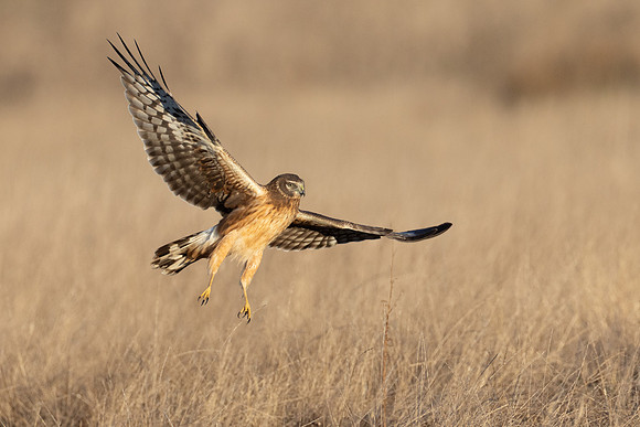 Northern Harrier