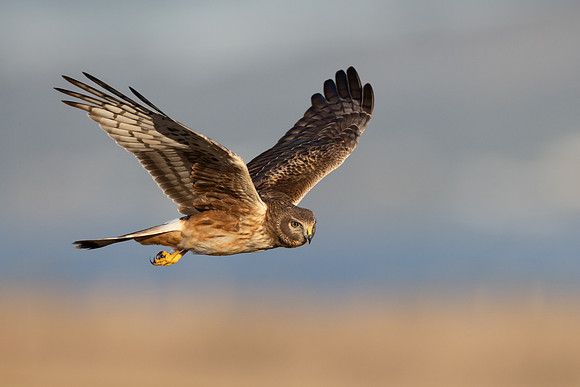 Northern Harrier