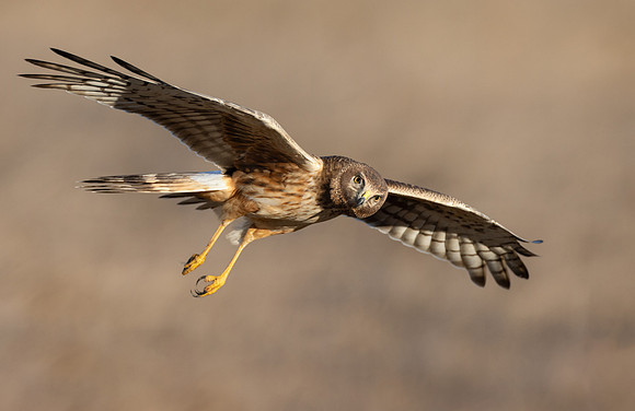 Northern Harrier