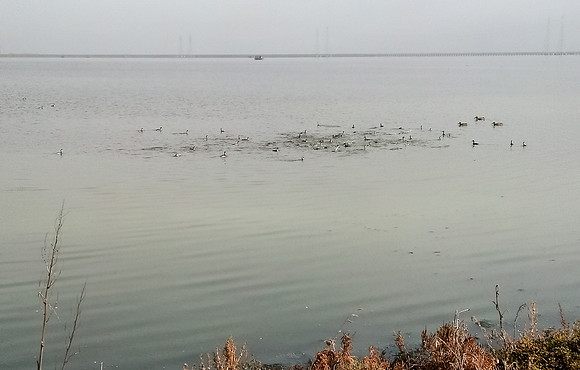(Horned?) Grebes Feeding