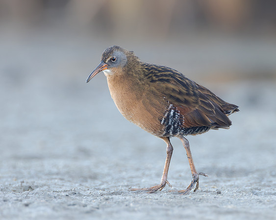 Virginia Rail