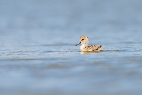 American Avocet chick