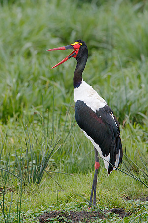 Saddle-billed Stork