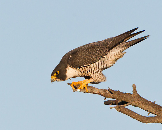Peregrine Falcon