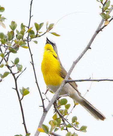 Yellow-breasted Chat