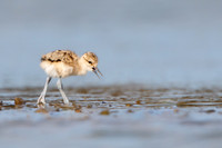American Avocet, young chick