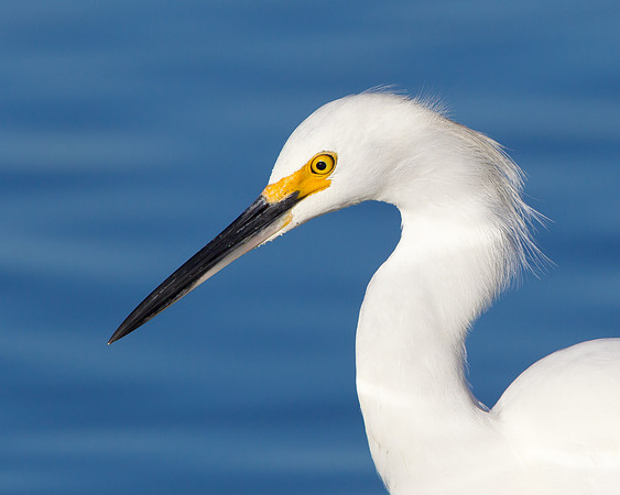 Snowy Egret