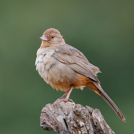 California Towhee