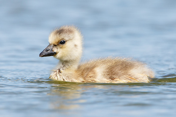 Canada Goose chick