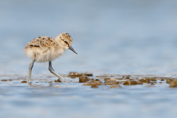 American Avocet, chick