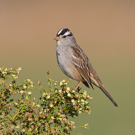 White-crowned Sparrow
